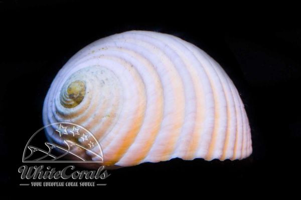 Nerita plicata - White Nerite Algae Snail